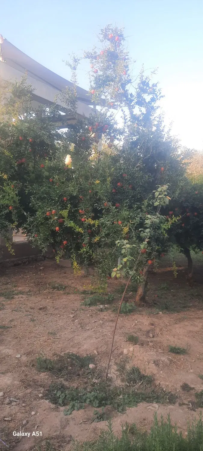 زمین ۲۵۰ متری قصر سبز