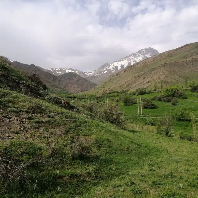 زمین باغی