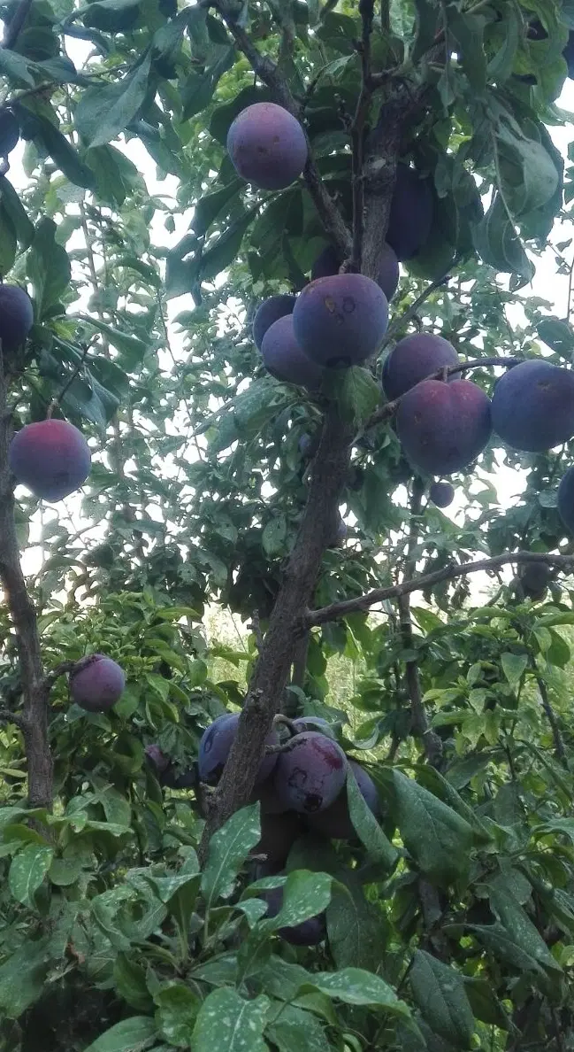 فروش باغ سی سخت
