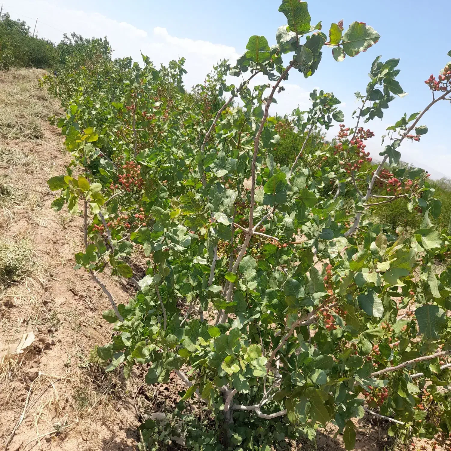 باغ پسته فروشی