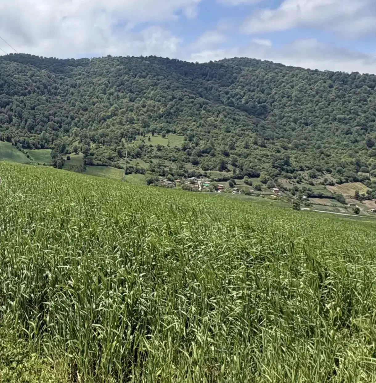 زمین کشاورزی