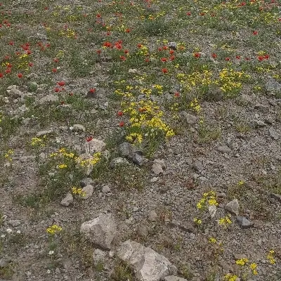 زمین مغازه در بلوار عباسی