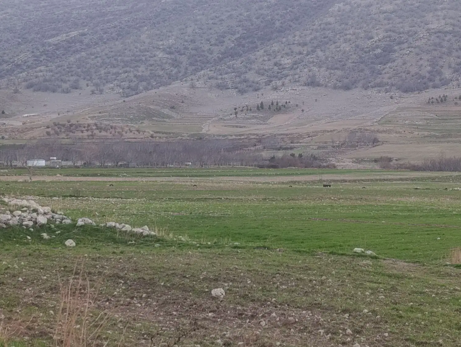 زمین کشاورزی آبی