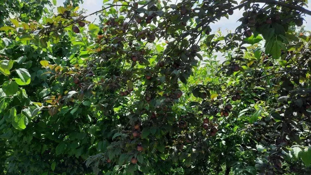 فروش زمین مبارکه بالا