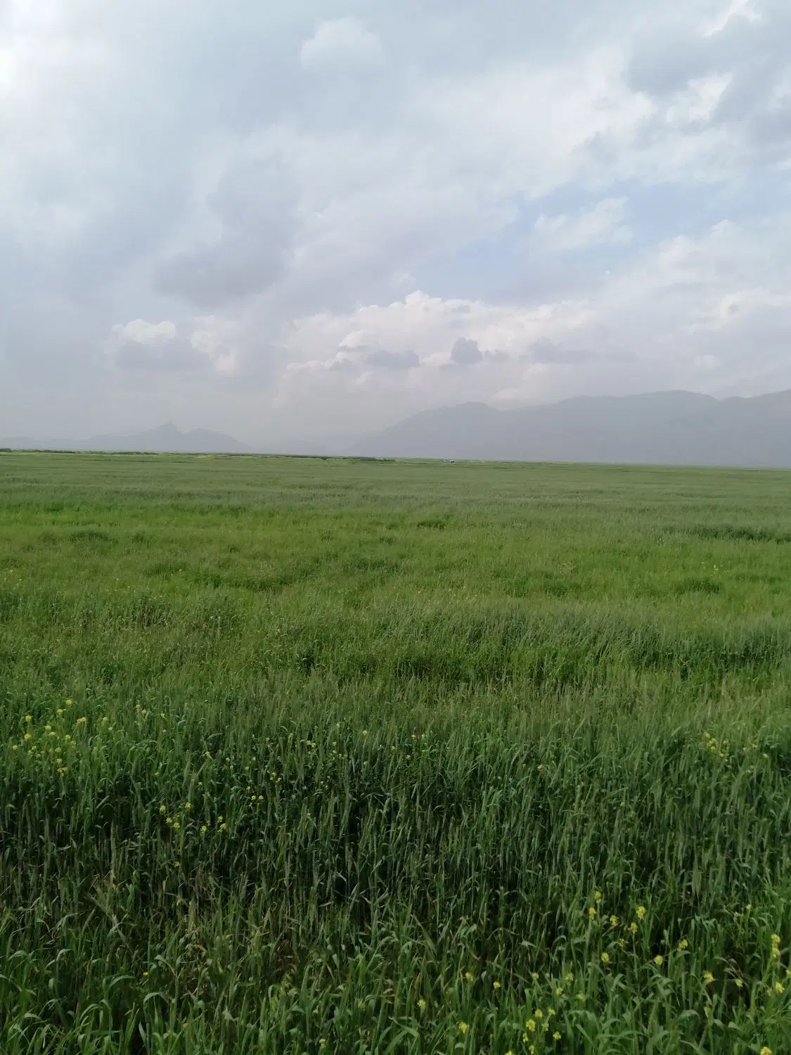 12 هکتار زمین کشاورزی