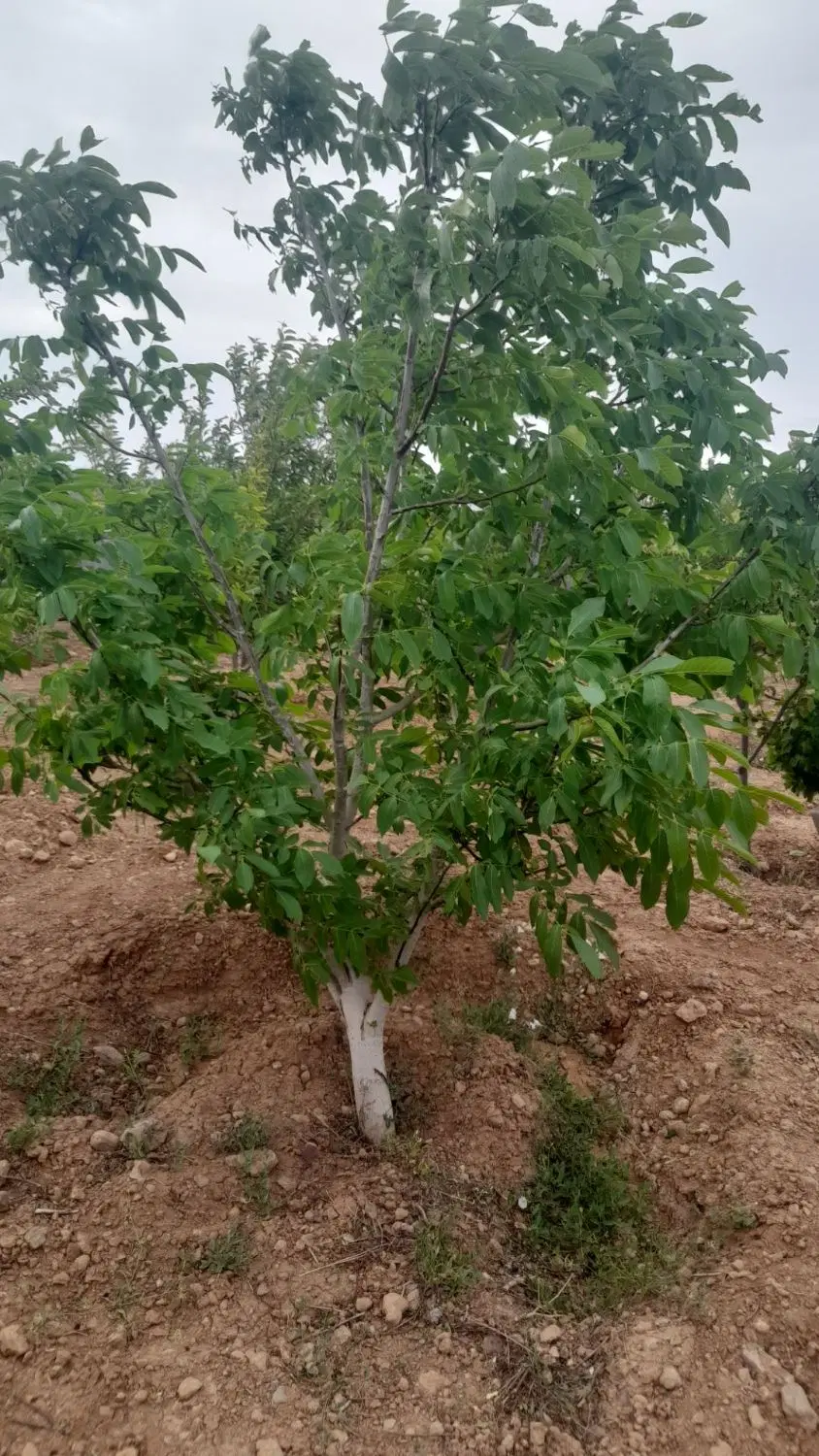 باغ با درختان ۵ ساله آجیلی