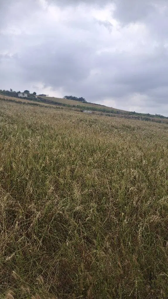 زمین کشاورزی