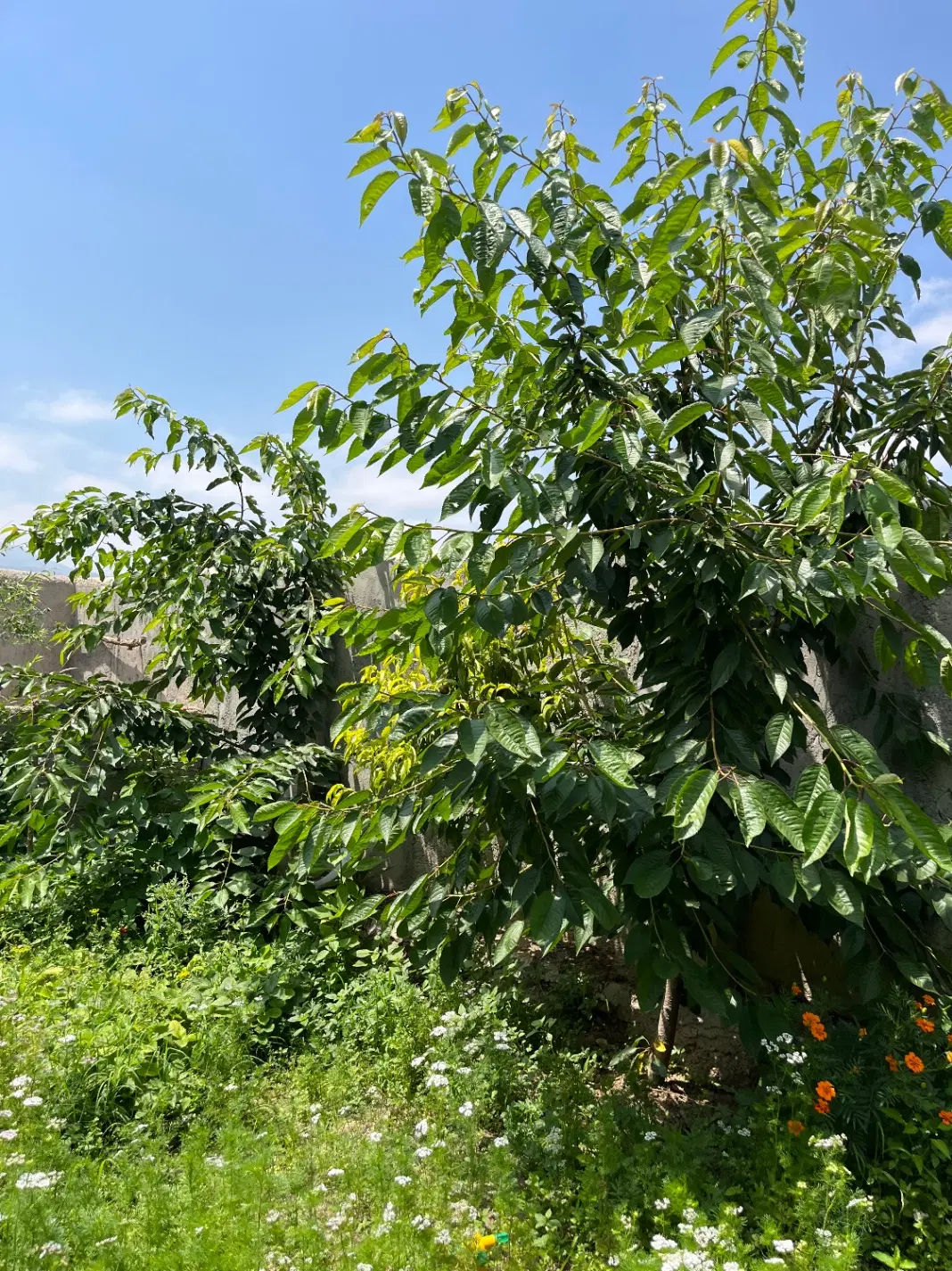فروش خانه باغ در روستای توریستی احمداباد