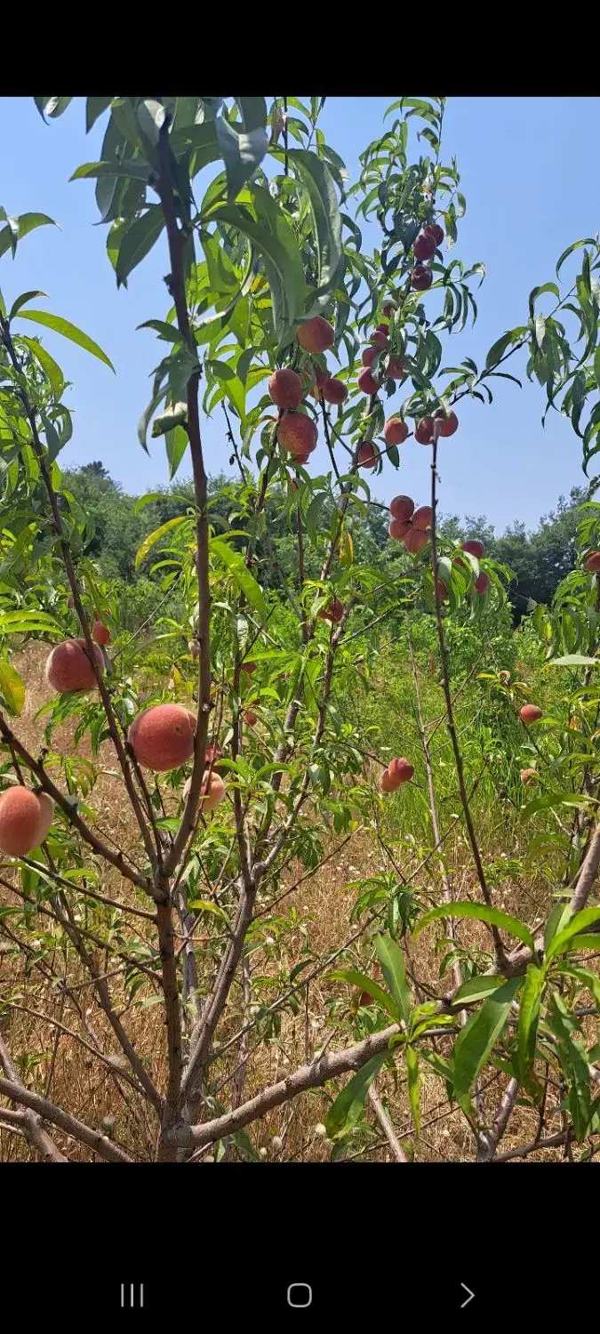 باغ ۱۷۰۰متری کوچک درگرگان