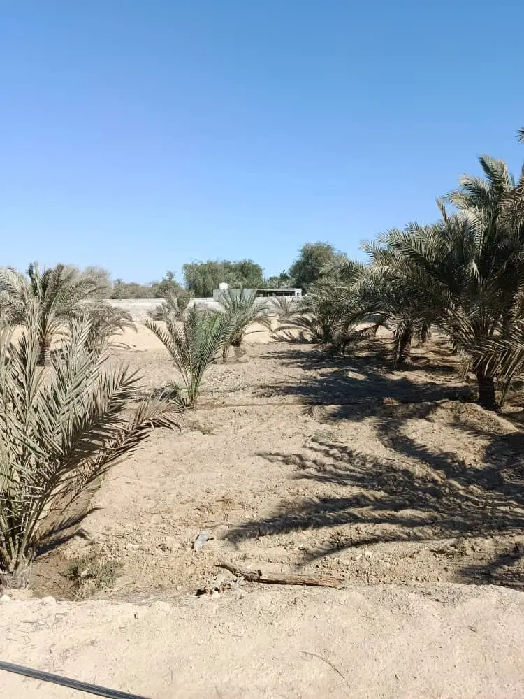 فروش زمین کشاورزی ۷۴۲ متری در رمکان قشم