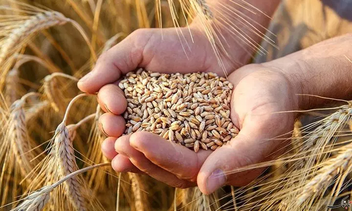 فروش گندم