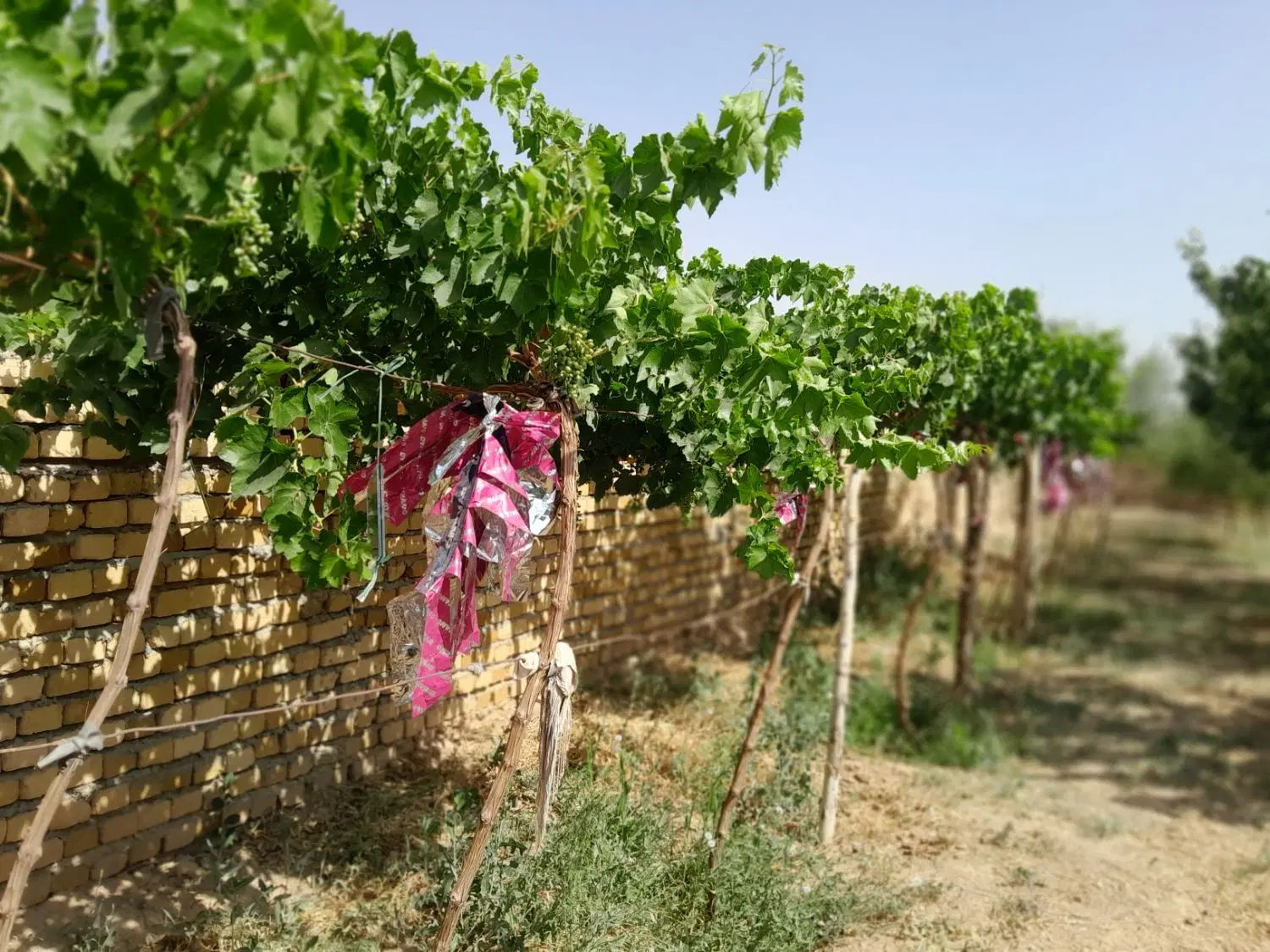 باغ ویلا