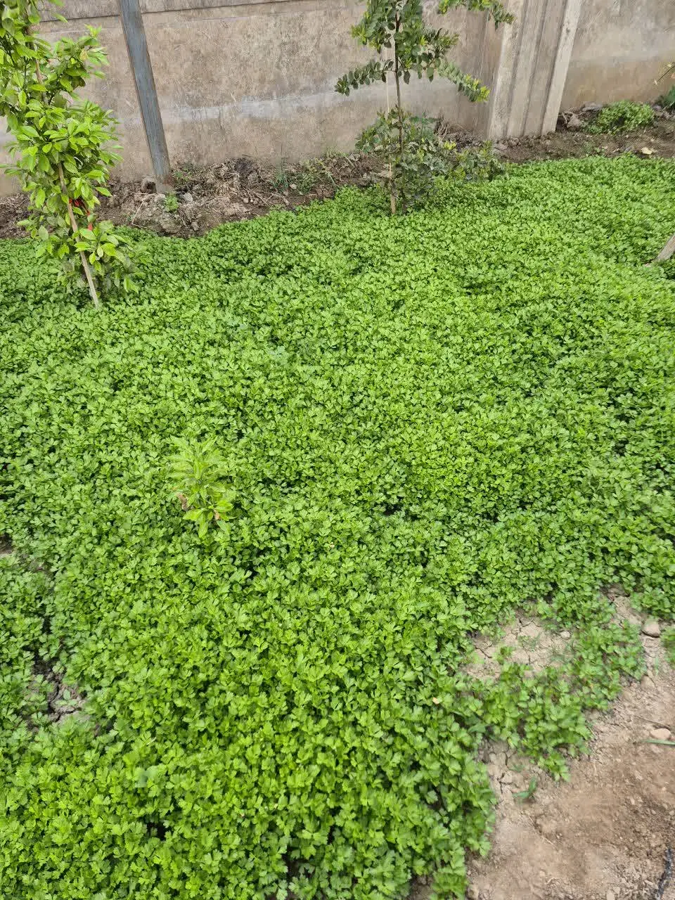 چهار دیواری اصفهانک