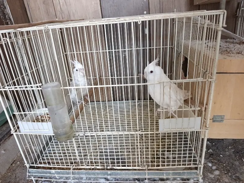 اتاق رایگان