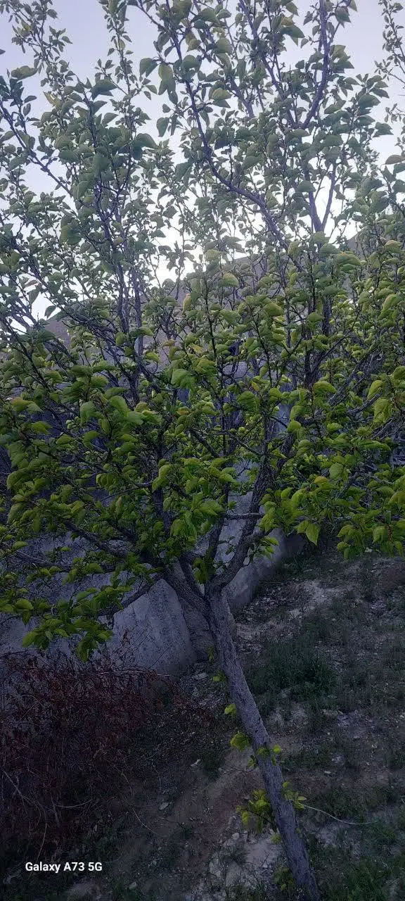 فروش باغ ۴۰۰متری داخل طرح هادی