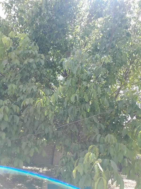 ۴۰۰مترباغچه