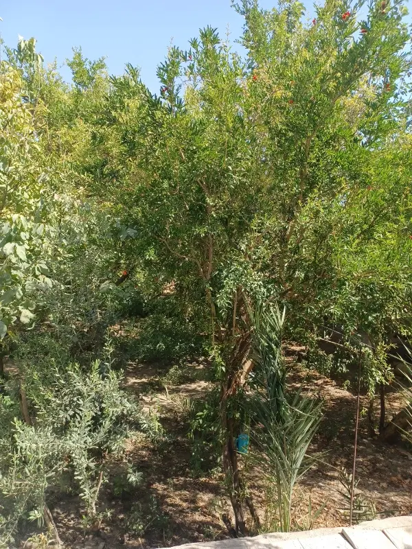 باغ شهری