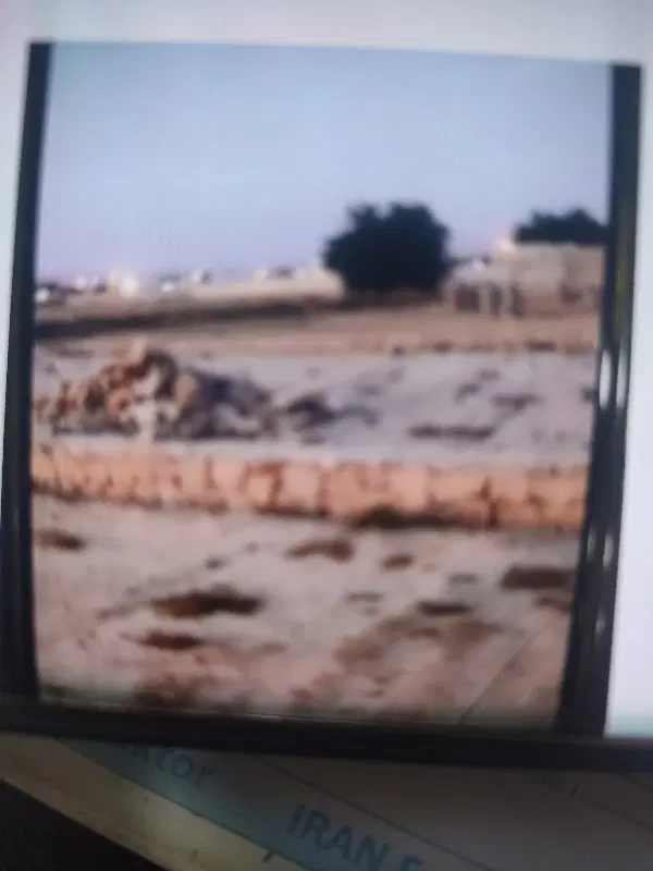 زمین باغی