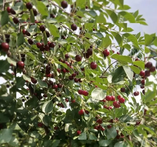 باغ میوه