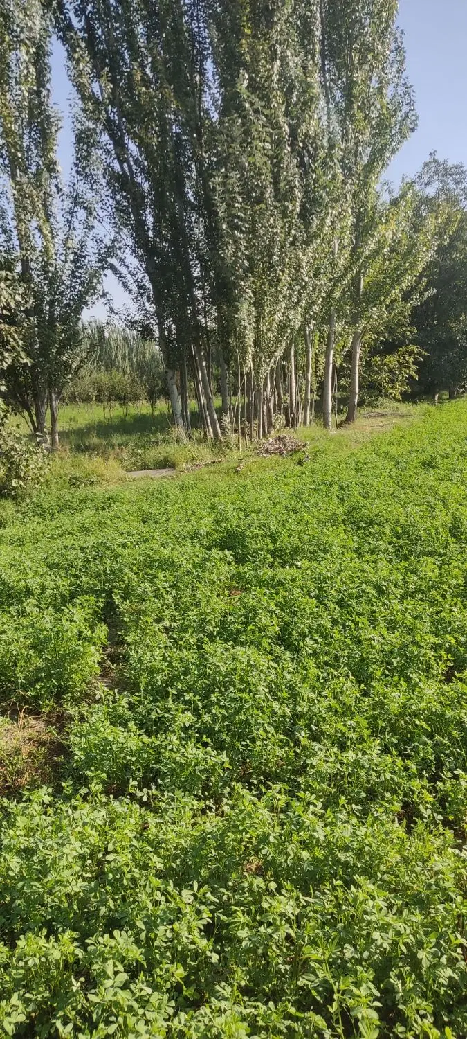 زمین کشاورزی با موقعیت عالی