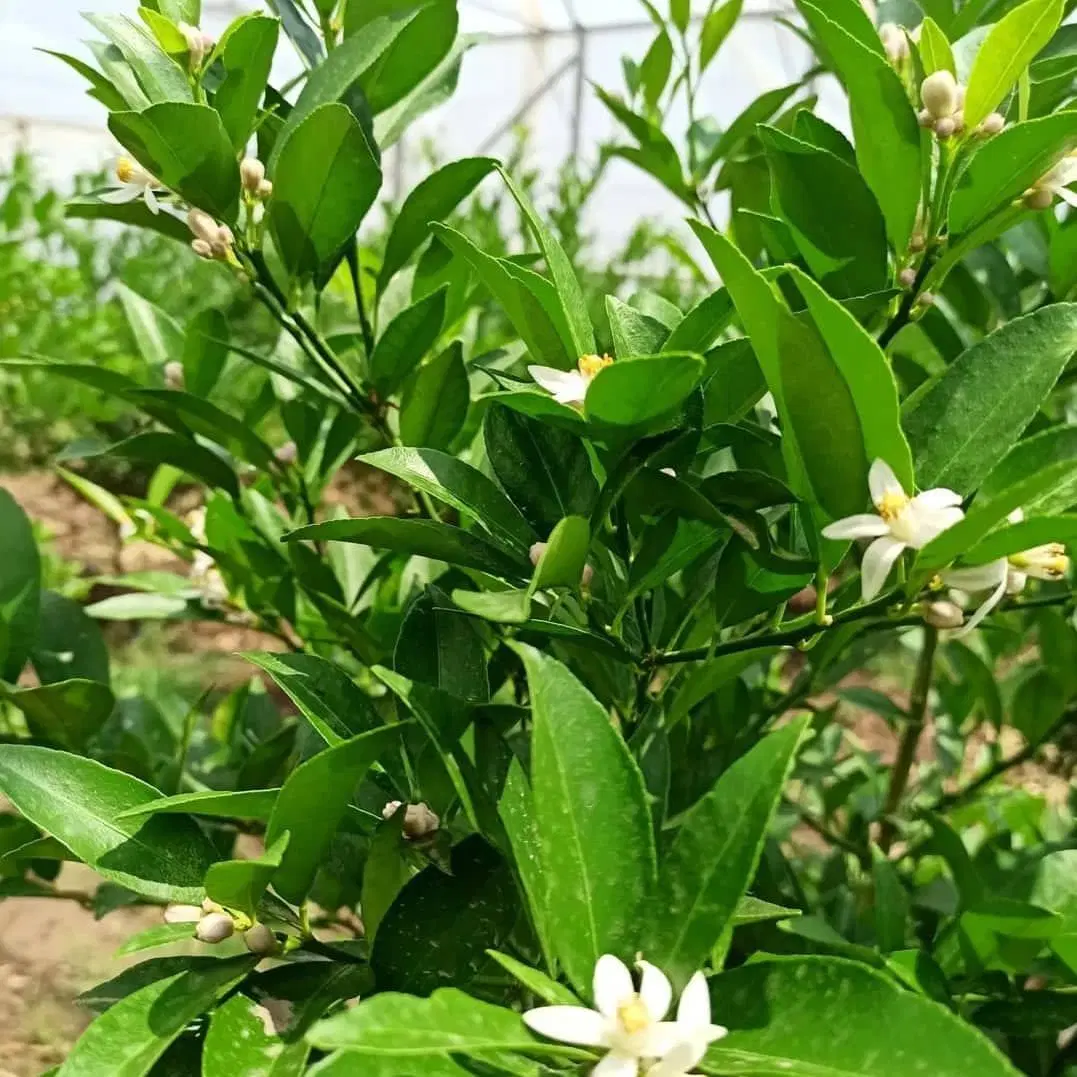 باغ لیمو