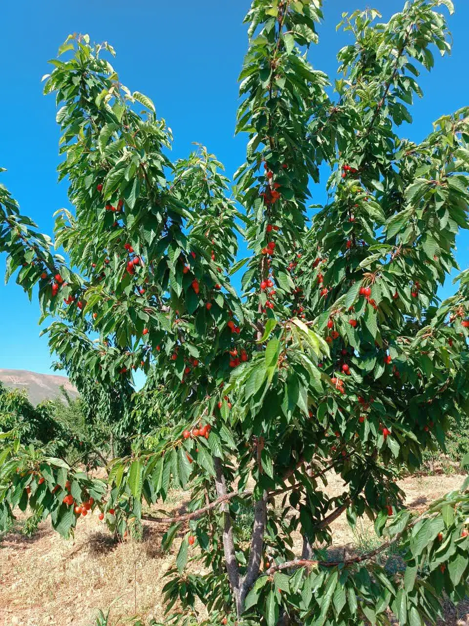 باغ گیلاس تکدانه جاده دانشگاه اول ونایی
