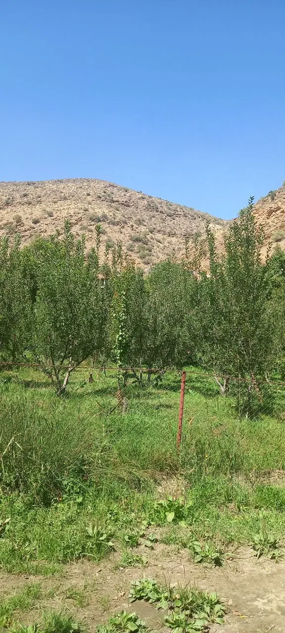 ۹۰۰ متر باغ معاوضه