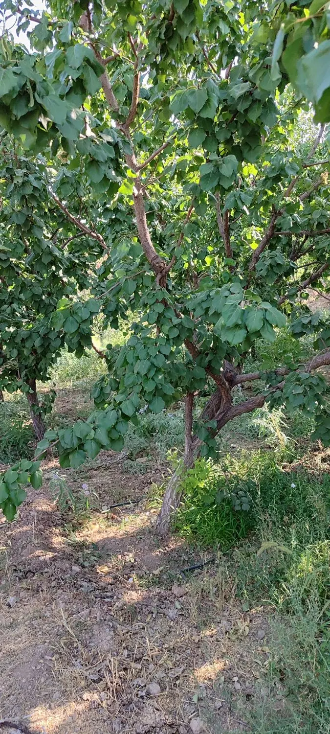 باغ ۱۰ ساله شهرک تماشا کرشت