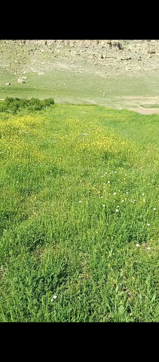 زمین کشاورزی