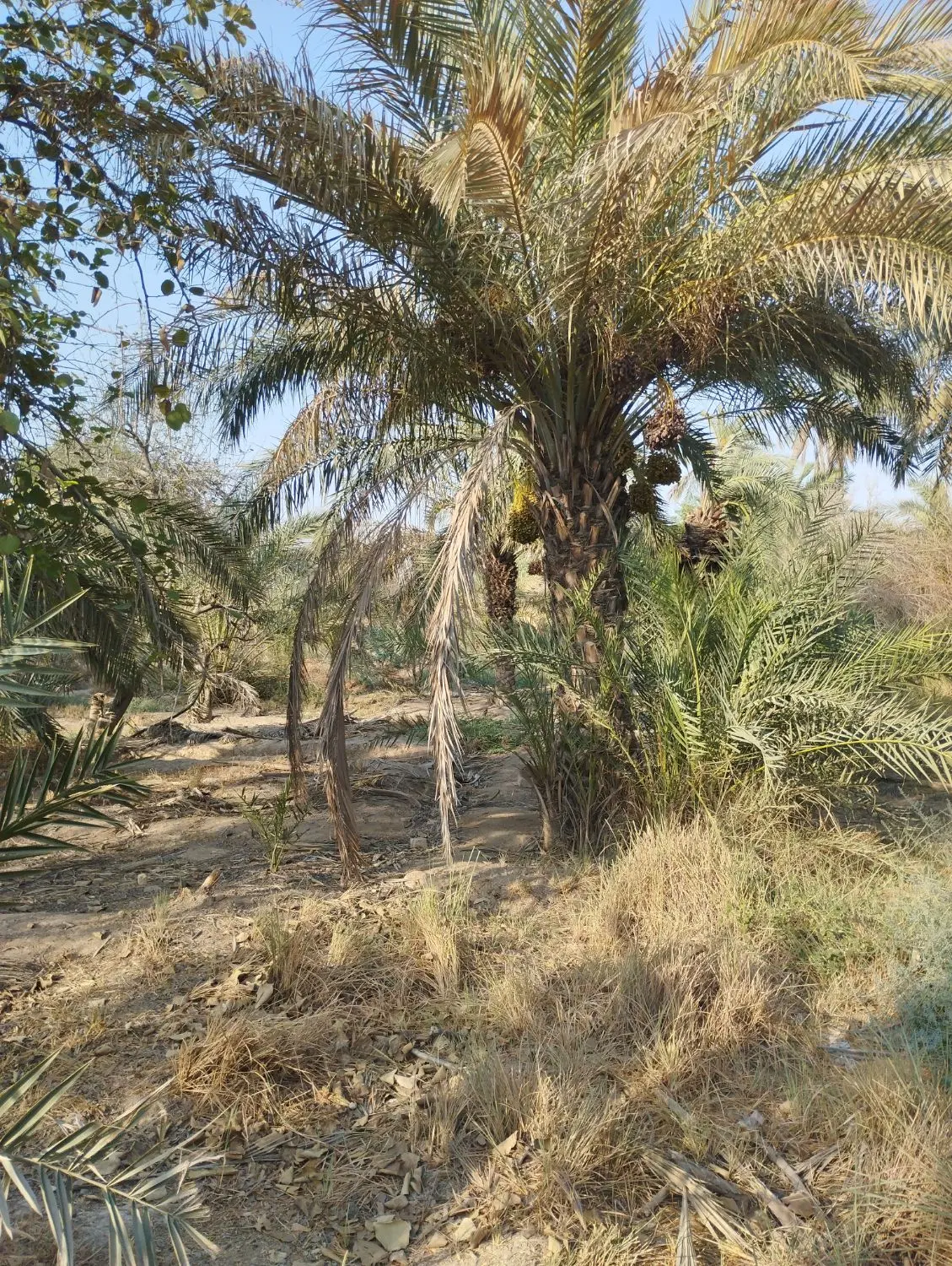 زمین نخلستان به مسا حتی 10700 متر مربع