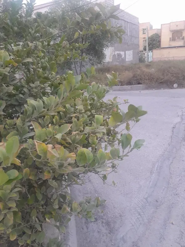 زمین شهرک نبوت ۱۵۰متری