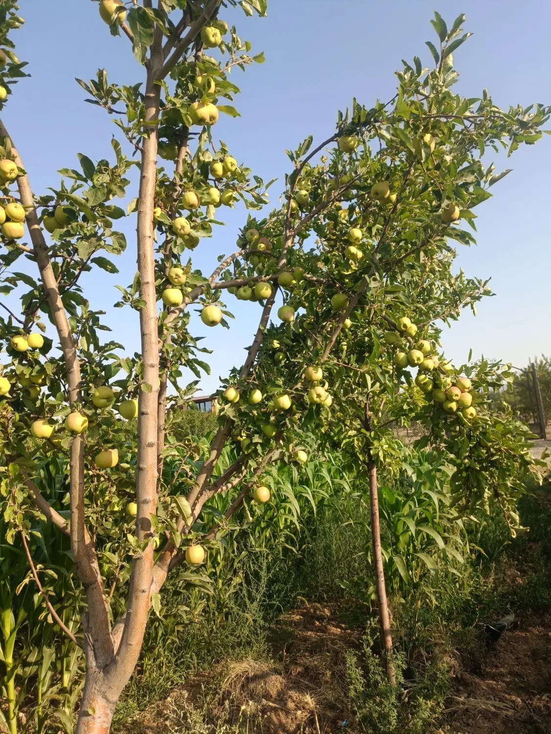 باغ نزدیک به شهر متراژ به دلخواه