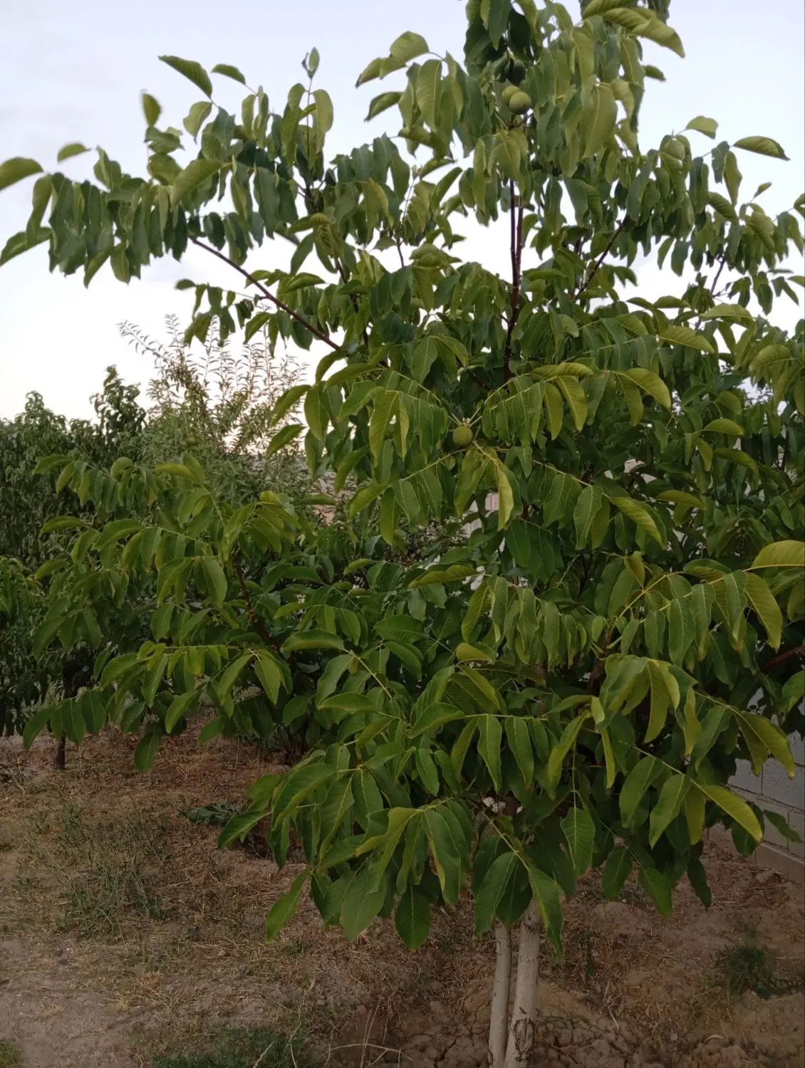 باغ و ویلای لاکچری در اسپیران