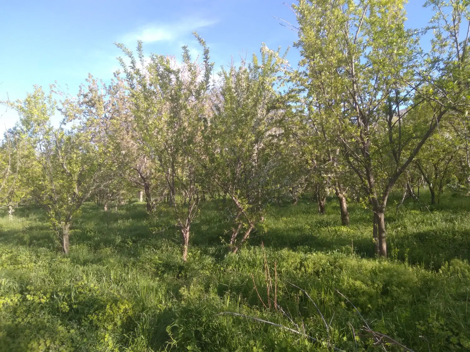 باغ چناران شهر
