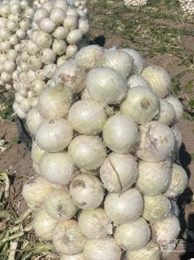 اجاره زمین رودبار جنوب قطره ای برقی