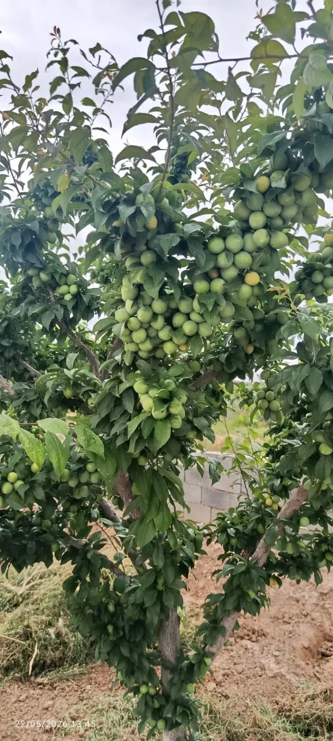 باغ ۸۰۰متری
