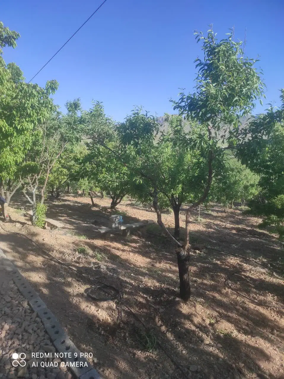 باغ طرح عمان سامان