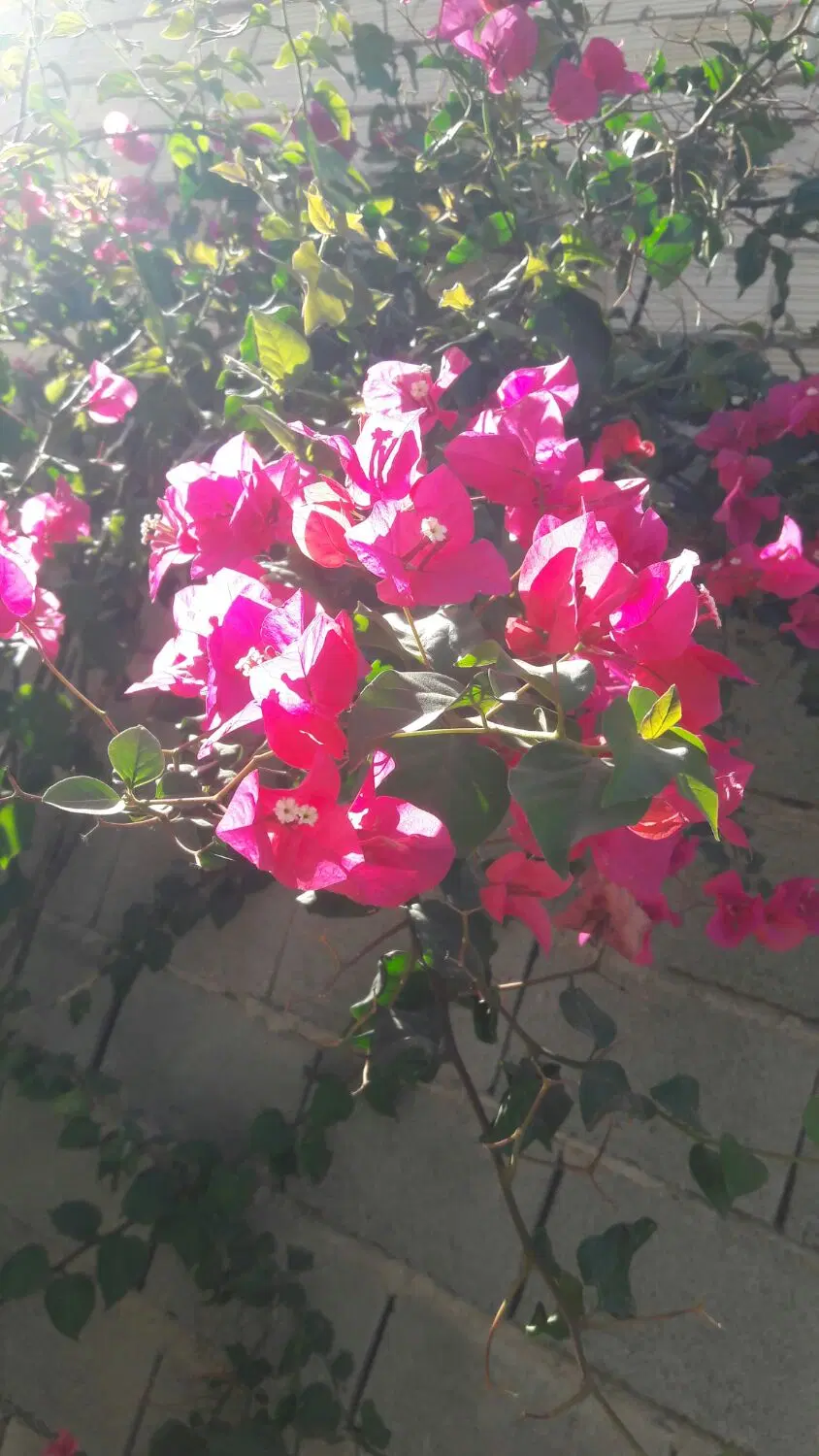 باغ ویلا