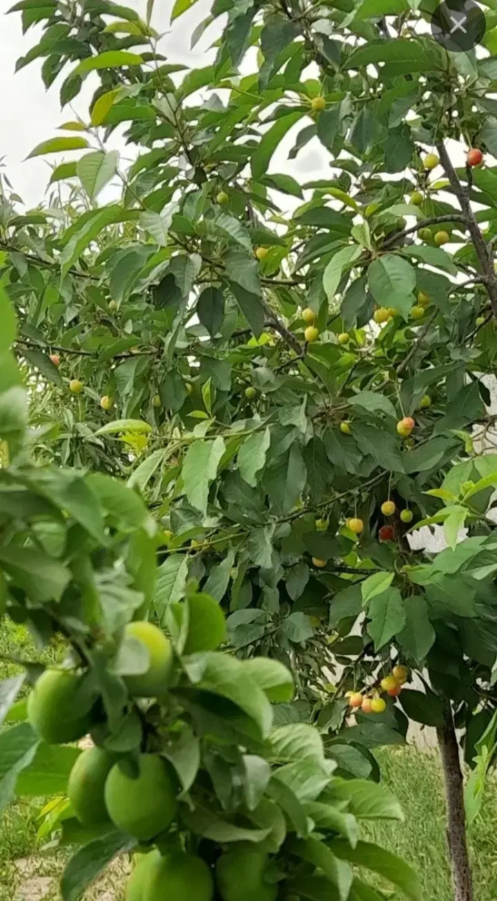 باغ ویلا