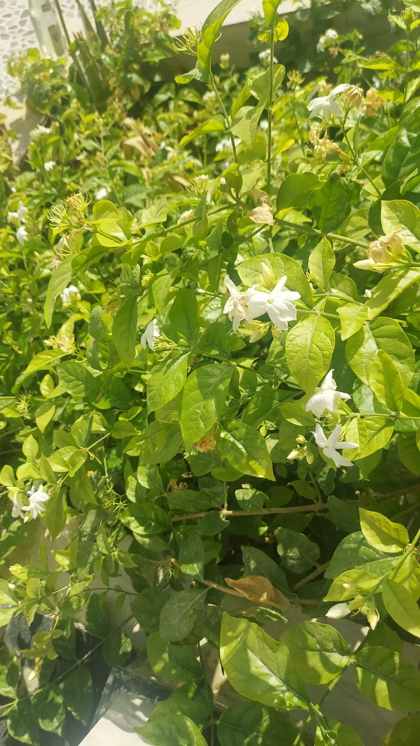 زمین ۲۰۰ متری نزدیک باغ الیزه