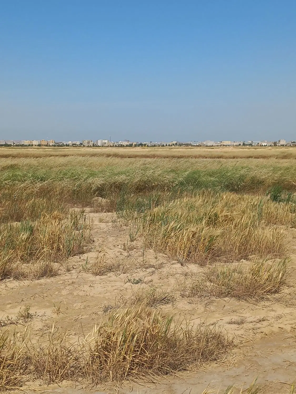 زمین باغی هندیجان شمالی
