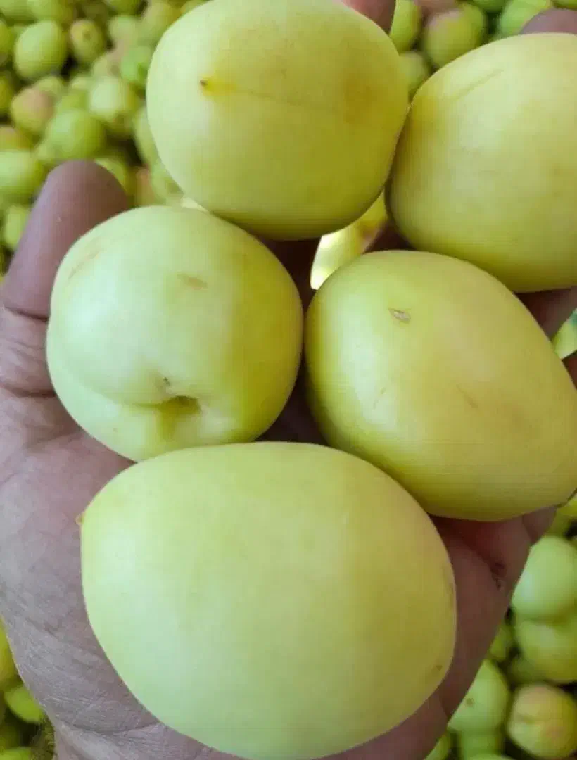 2000 متر باغچه قصردشت