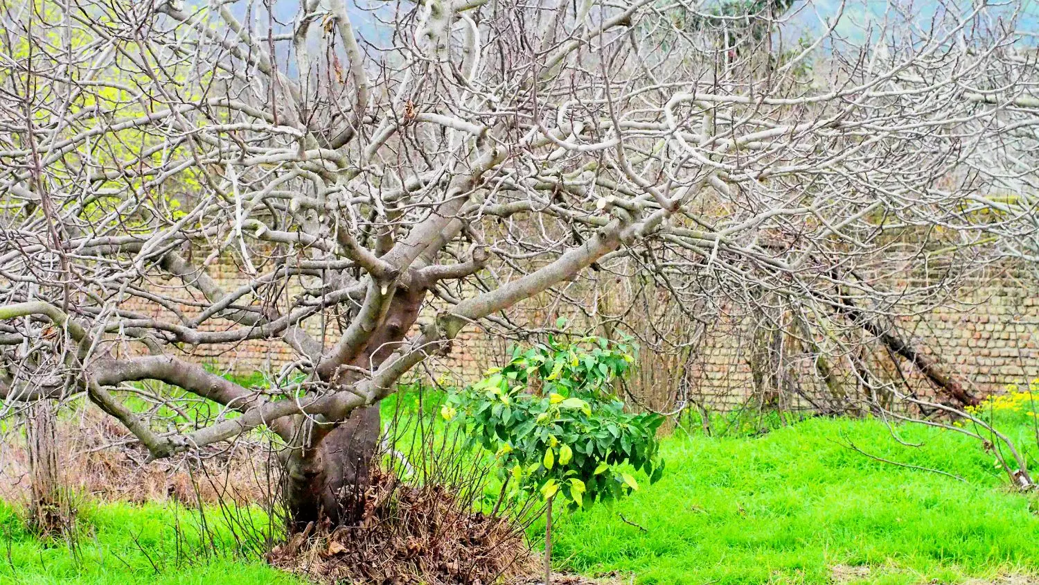 یک قطعه زمین باغی