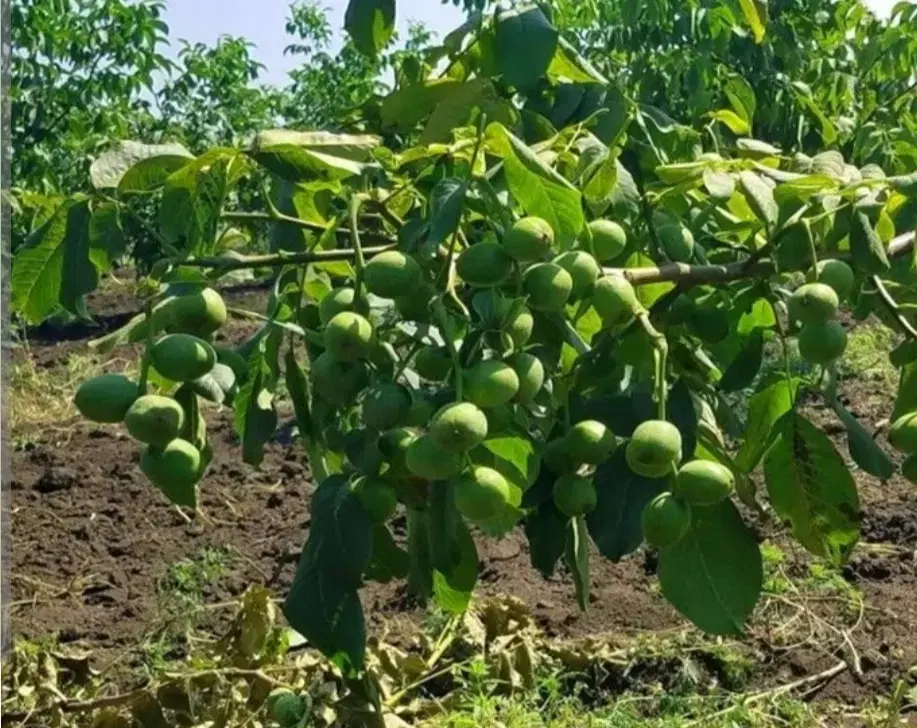 باغ۸۰۰متری وهنان