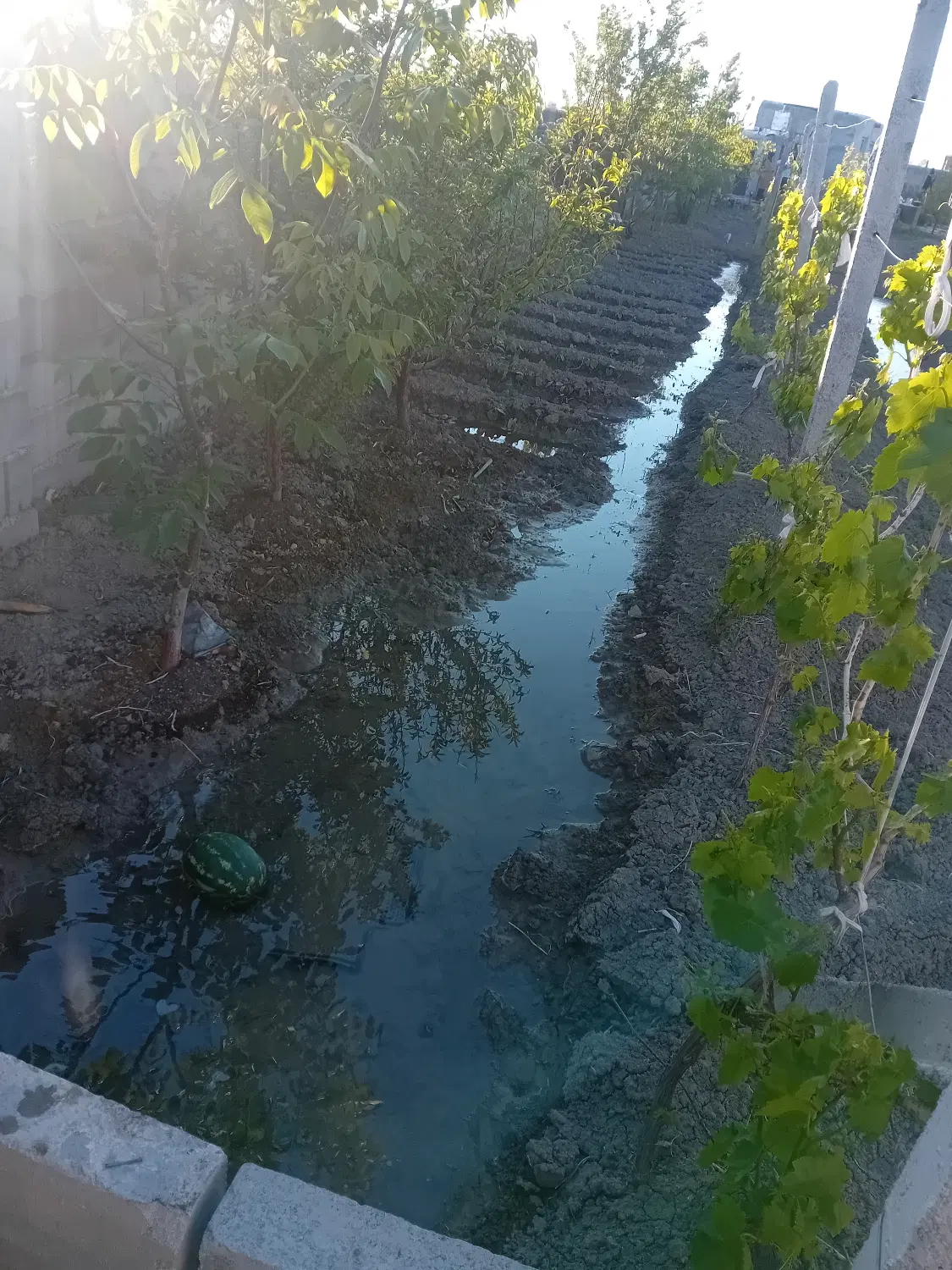 باغ انگوروزردالو۶ساله