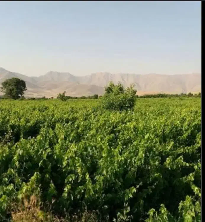 باغ انگوری افسریه ملایر بغل تالار خاطره