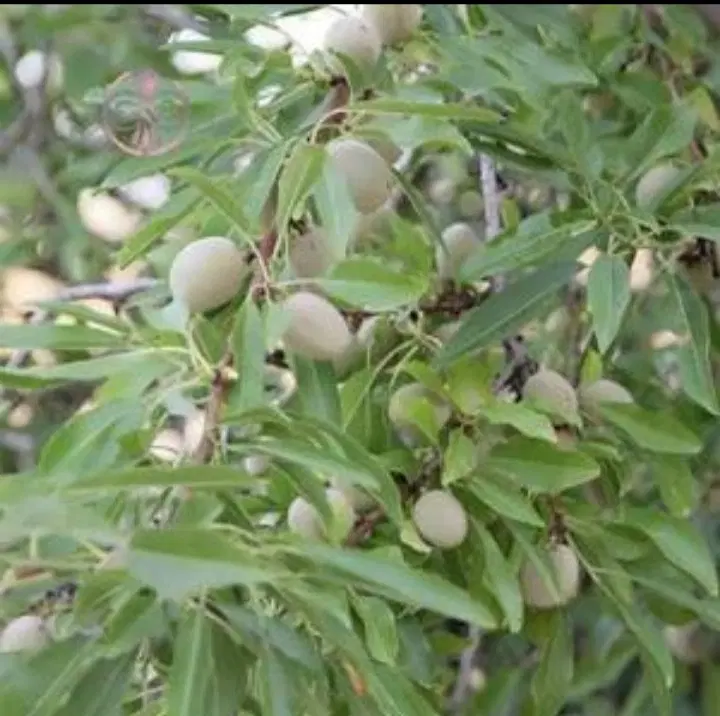 زمین فنی حرفه ای