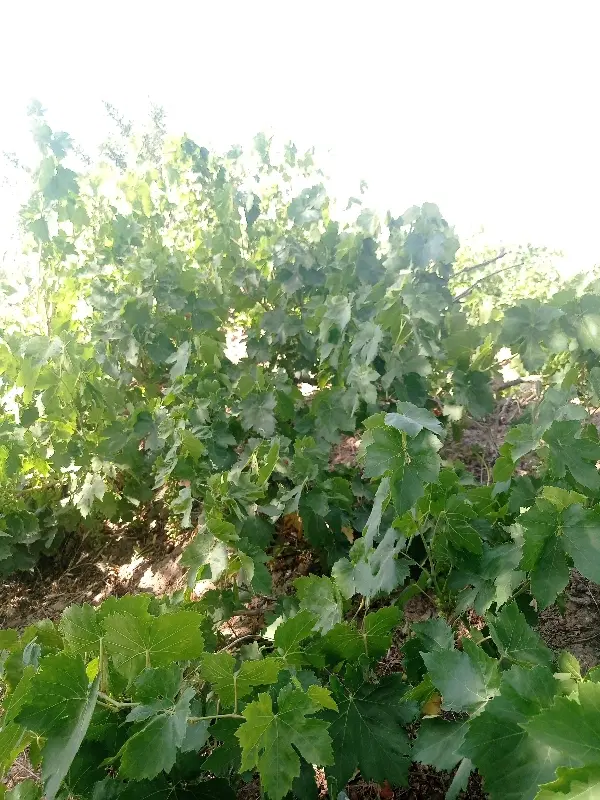 باغ انگور
