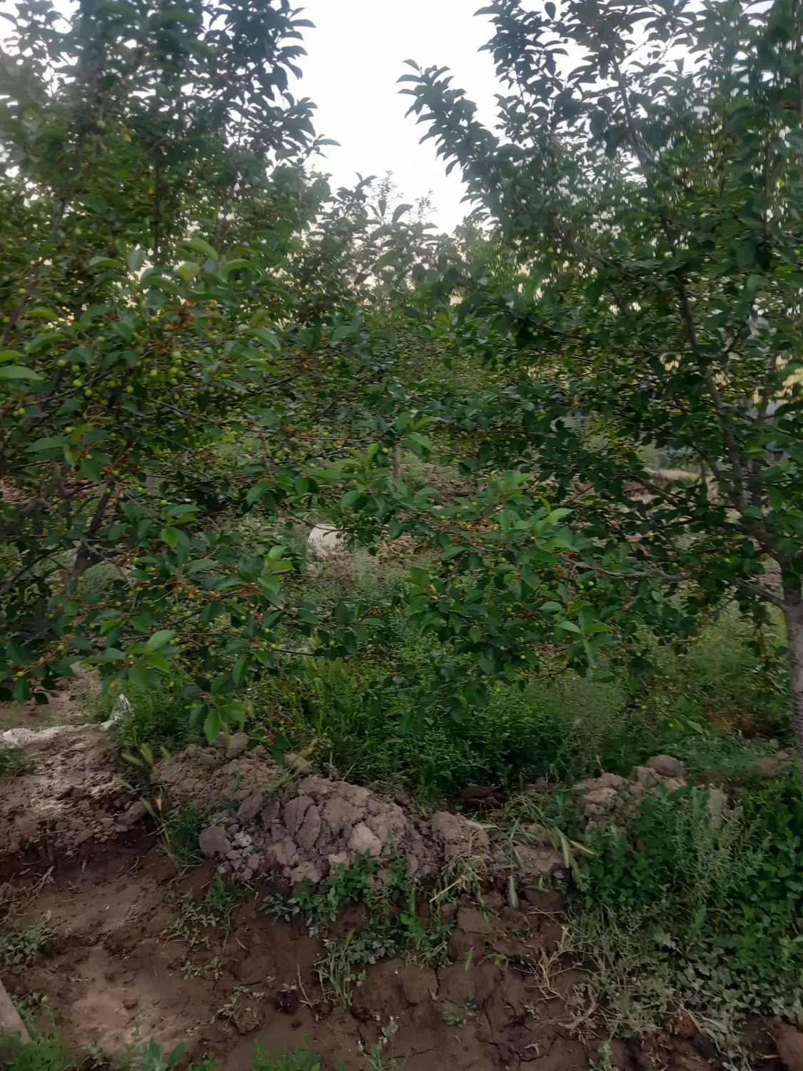 باغ ۱۰۰۰ متری مشهد میان ولایت روستای خانسعادت