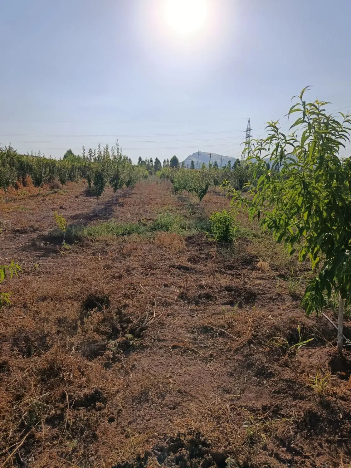 فروش باغ در روستای عسگر آباد